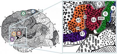 Revisiting the relation between syntax, action, and left BA44